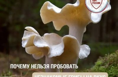 Проверка на вкус – опасна