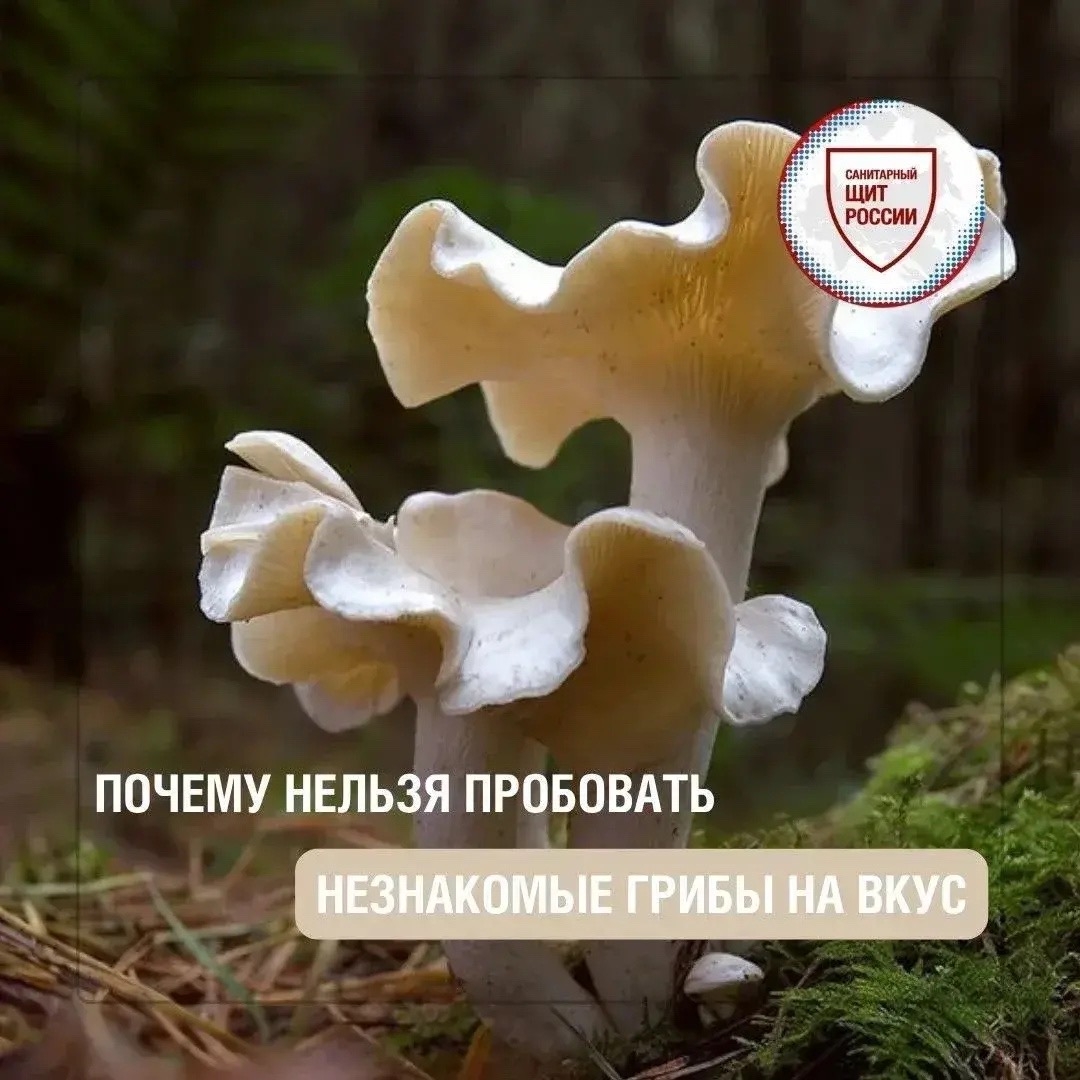 Проверка на вкус – опасна