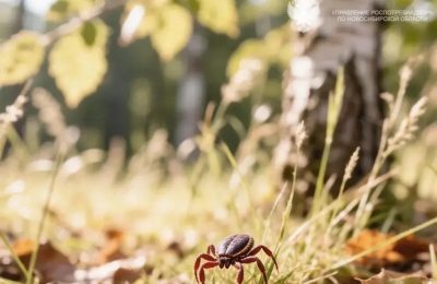 Клещи: «золотой стандарт» безопасности