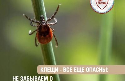 Осенние клещи: опасность, защита и эффективные способы борьбы